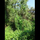 Der Dschungel hinter dem Strand